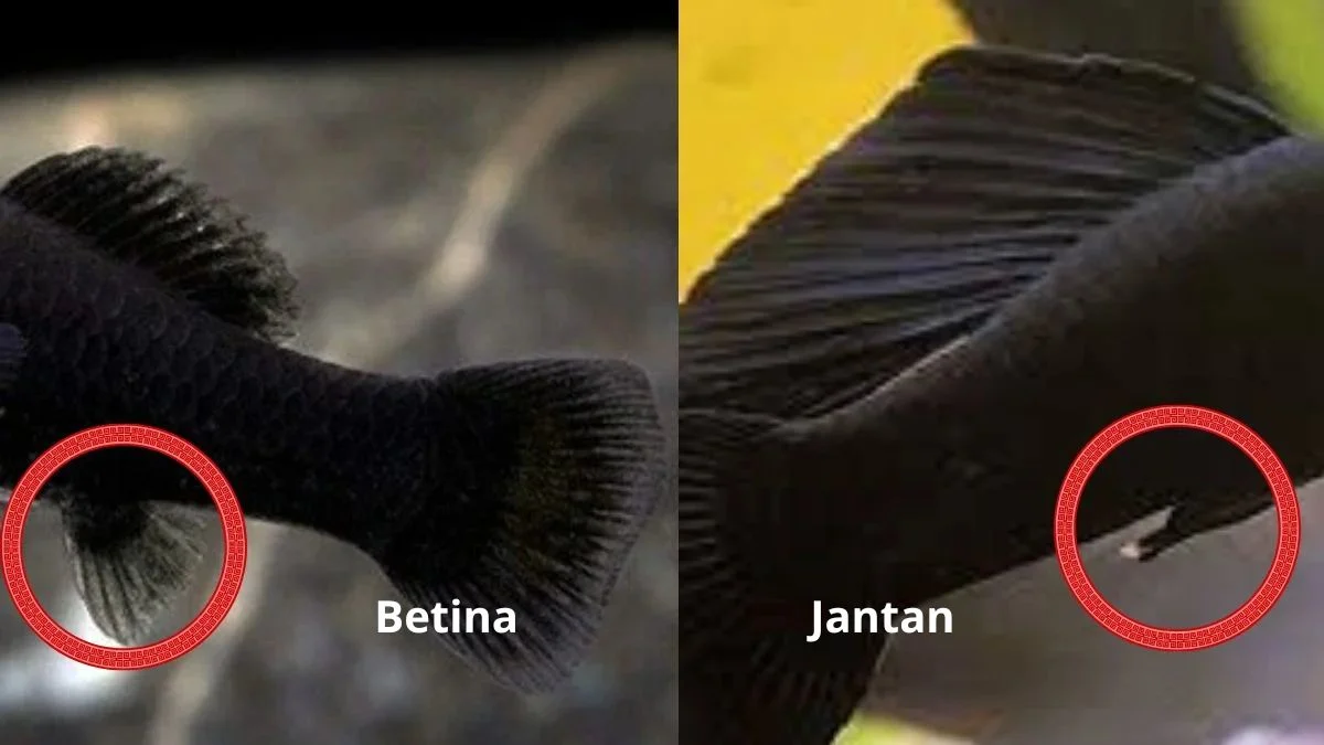 Gambar sirip anal molly jantan dan betina