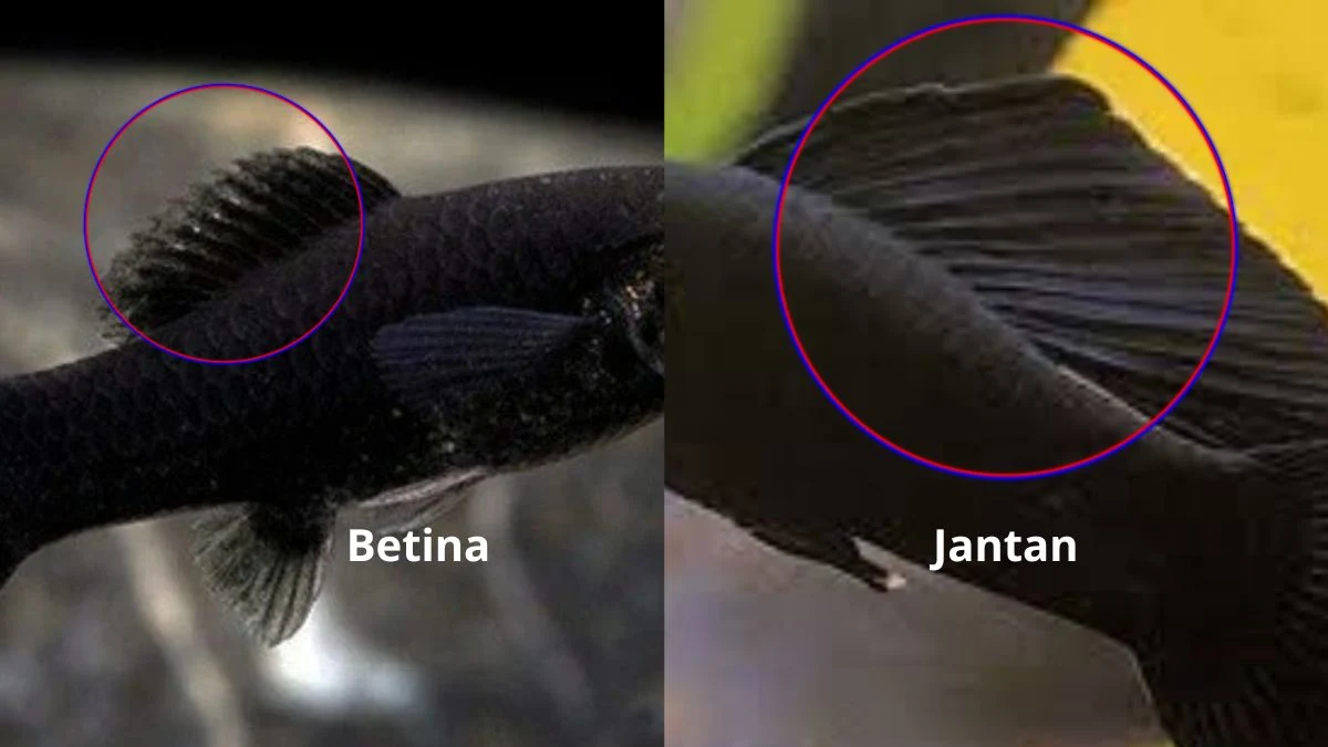 Gambar sirip dorsal molly jantan dan betina