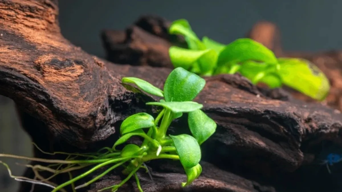 gambar-tanaman-anubias-untuk-akuarium-pengganti-filter-dan-aerator Gambar tanaman anubias-untuk akuarium pengganti filter dan aerator