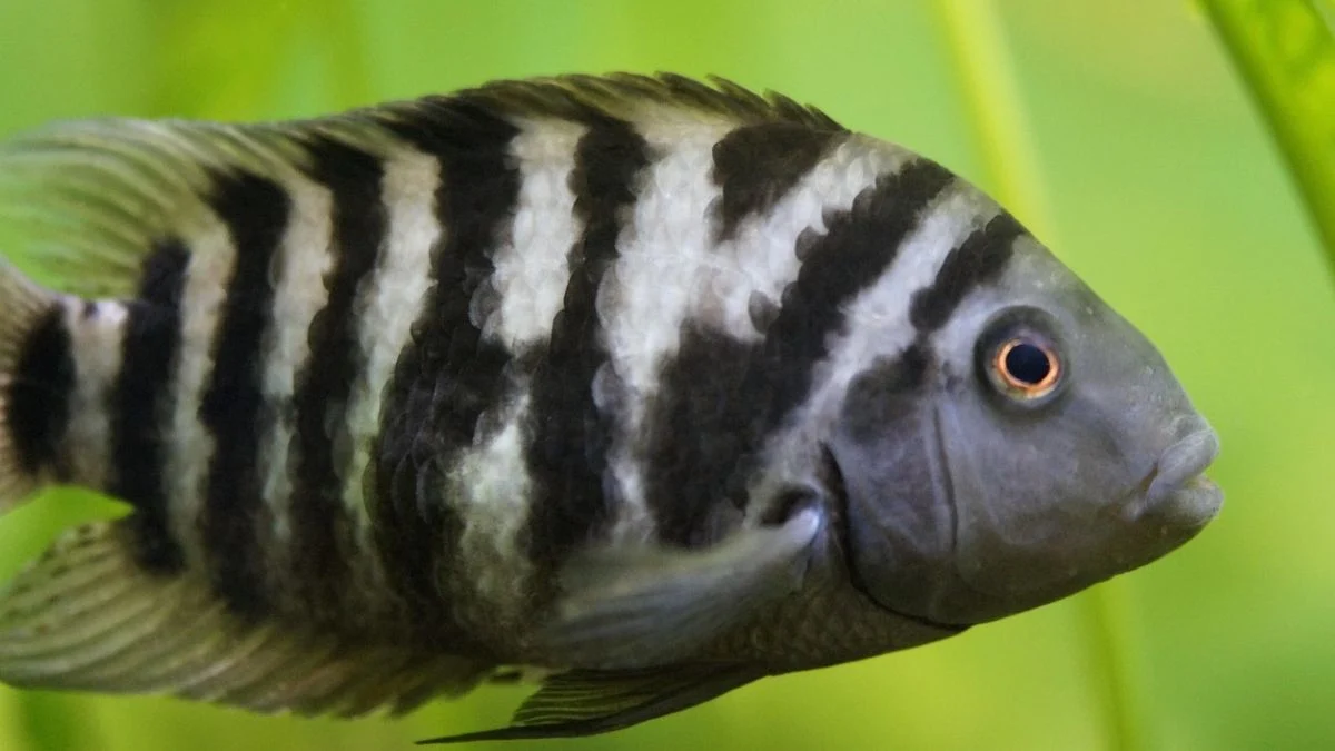 Gambar ikan Convict Cichlid