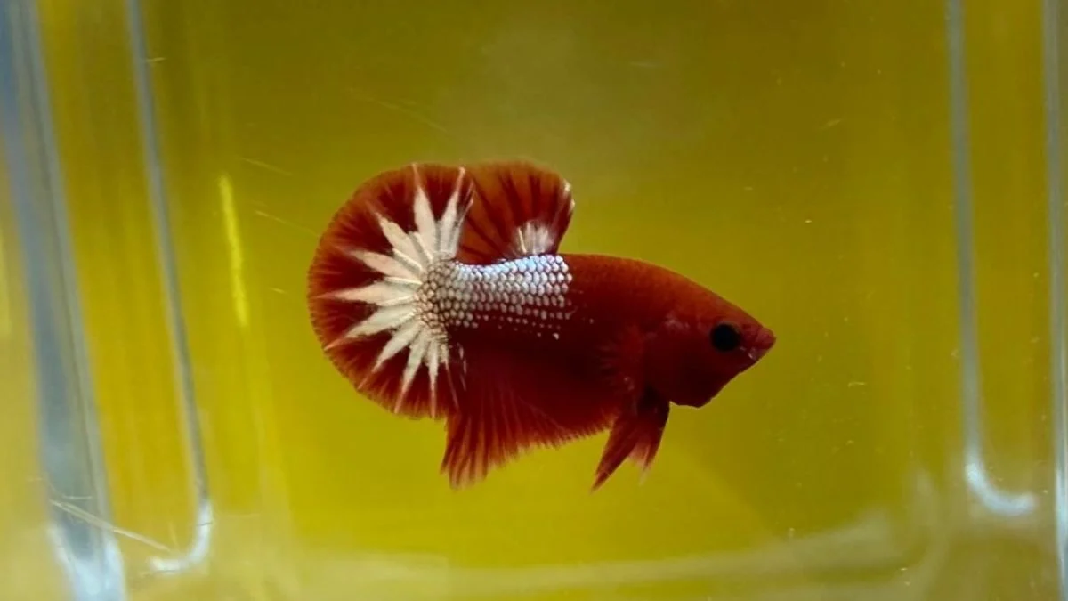 ikan-cupang-fccp-fancy-copper-plakat Gambar ikan cupang fccp fancy copper plakat