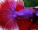 Gambar ikan cupang purple pinkish
