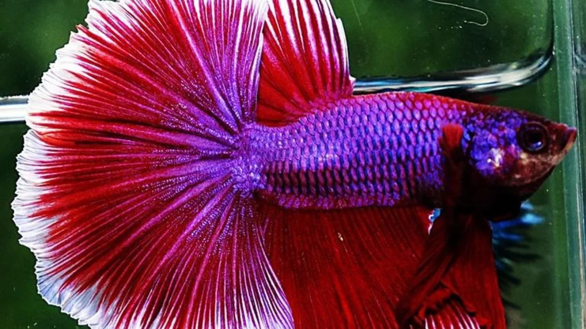Gambar ikan cupang purple pinkish