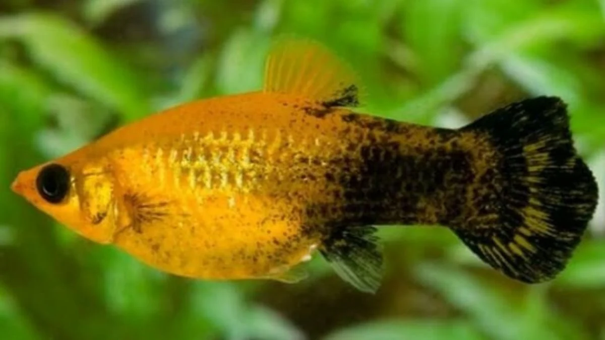 Gambar ikan molly golden black.