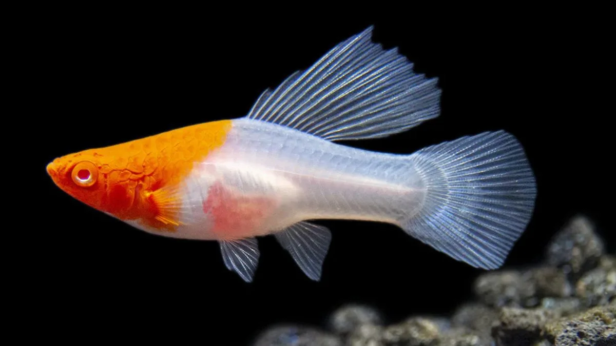 Gambar ikan platy kohaku hi fin