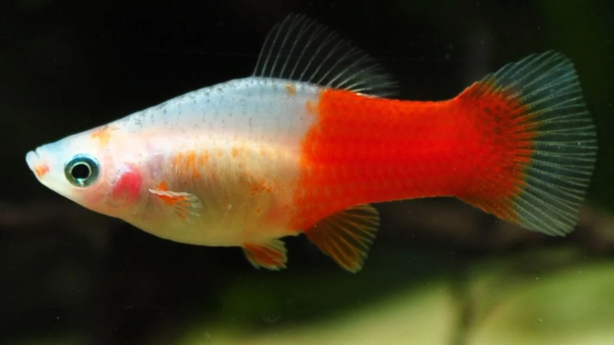 Gambar ikan platy kohaku.