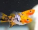Gambar ikan platy sanke tricolor