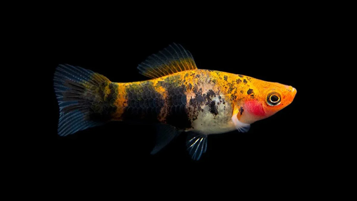 Gambar ikan platy sanke tricolor.