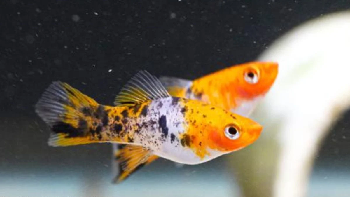 Gambar ikan platy sanke tricolor
