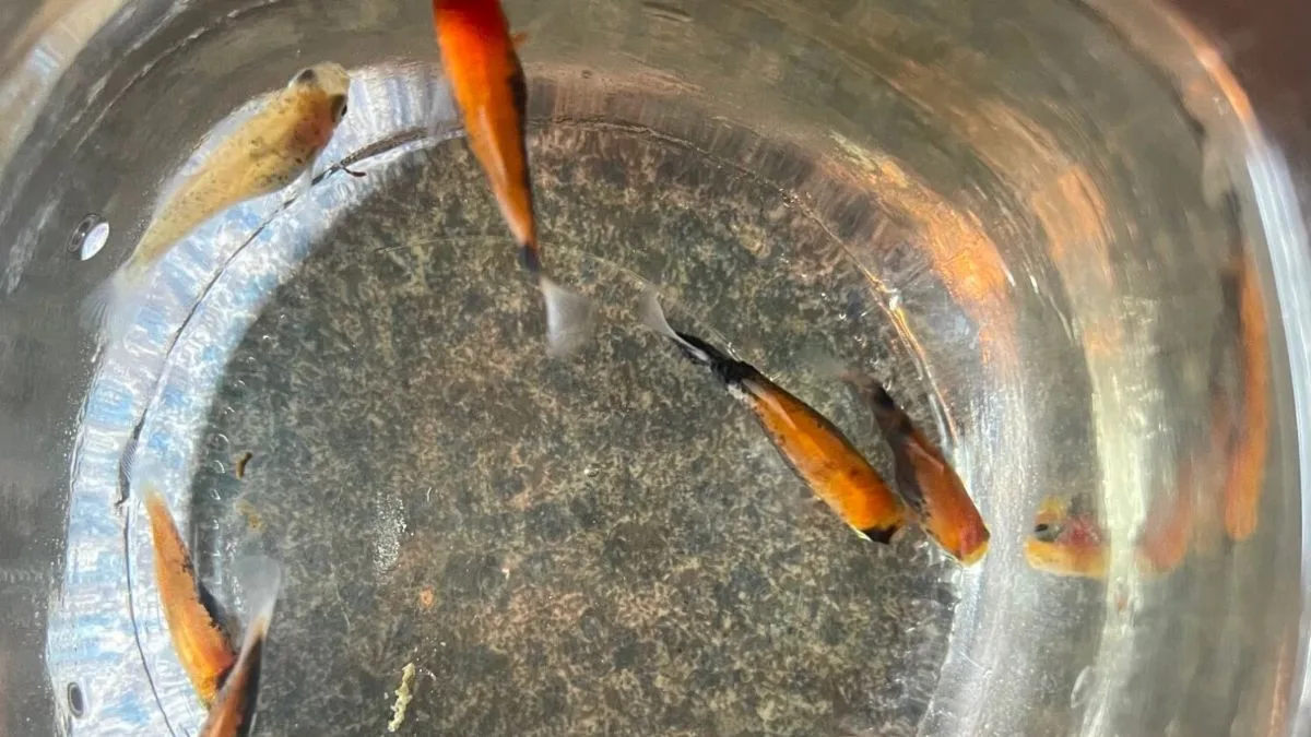 Gambar anakan ikan platy