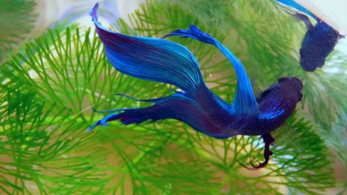 Gambar cara mengobati ikan cupang diam di permukaan air