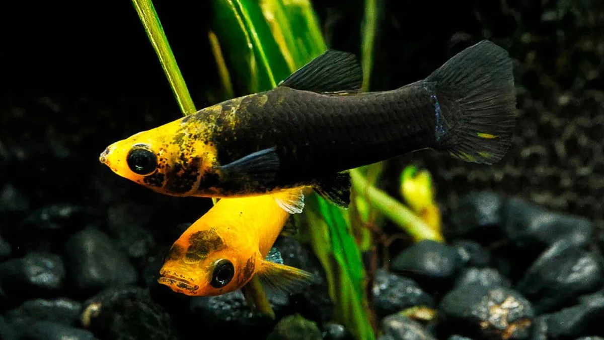Gambar ikan molly golden black