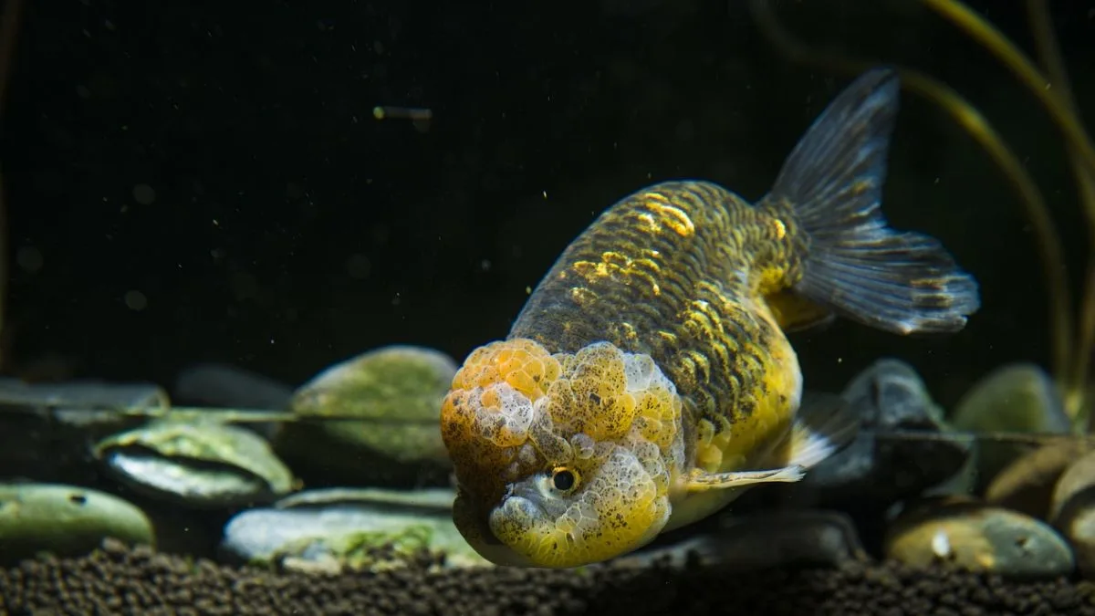 Gambar ikan koki Calico