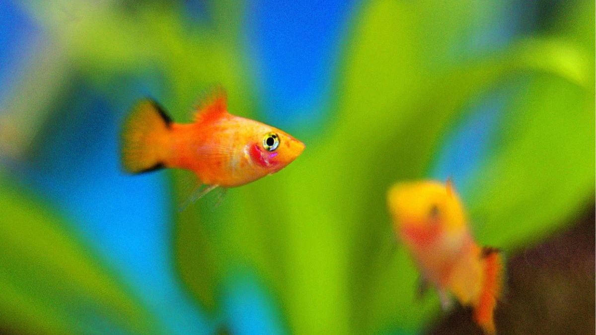 Gambar ikan platy di akuarium