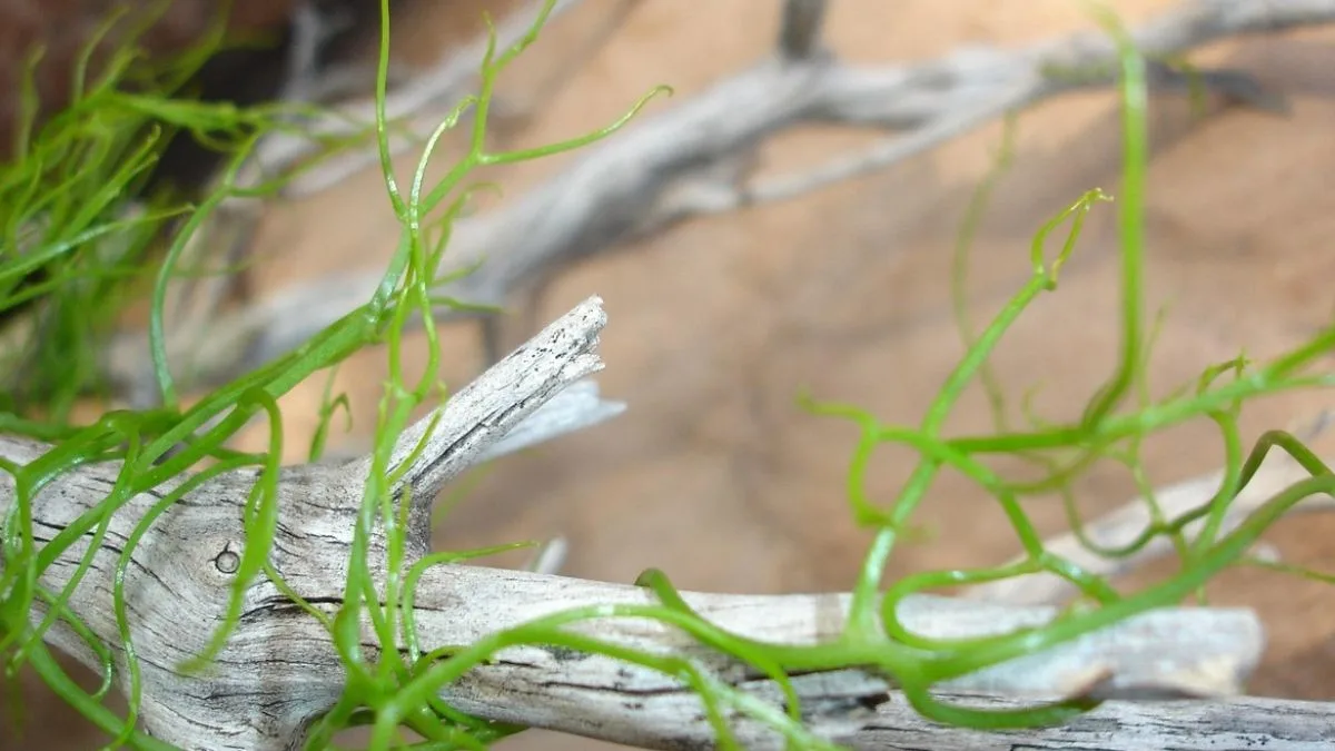Gambar makanan ikan koki alga