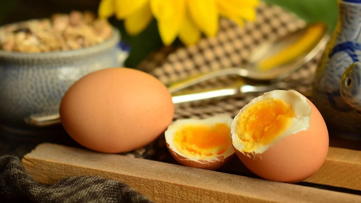 Gambar makanan ikan koki kuning telur
