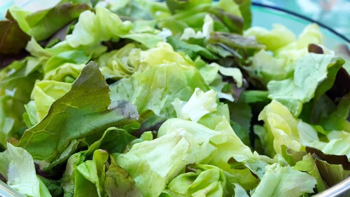 Gambar makanan ikan koki selada