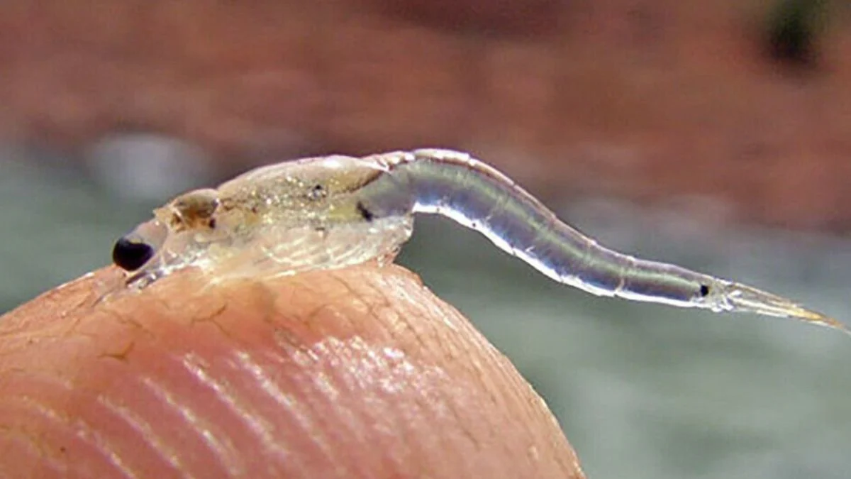 Gambar makanan ikan koki udang kecil artemia