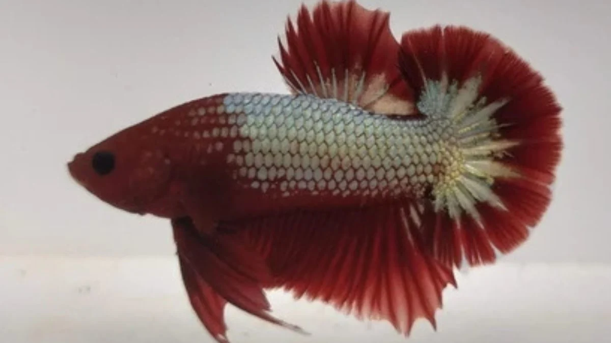 Ikan cupang fccp