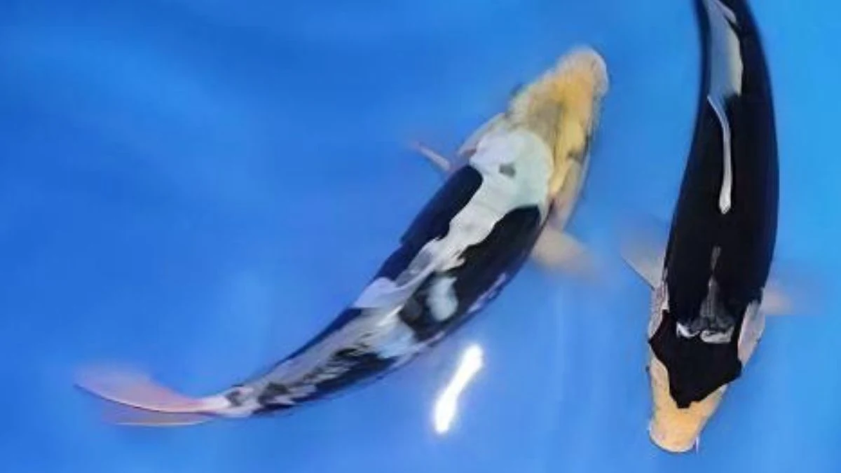 ilustrasi-ikan-koi-kumonryu Gambar jenis ikan koki kumonryu