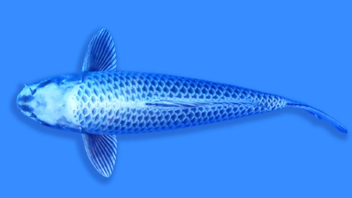 ilustrasi-ikan-koi-platinum-ogon Gambar jenis ikan koi Platinum Ogon