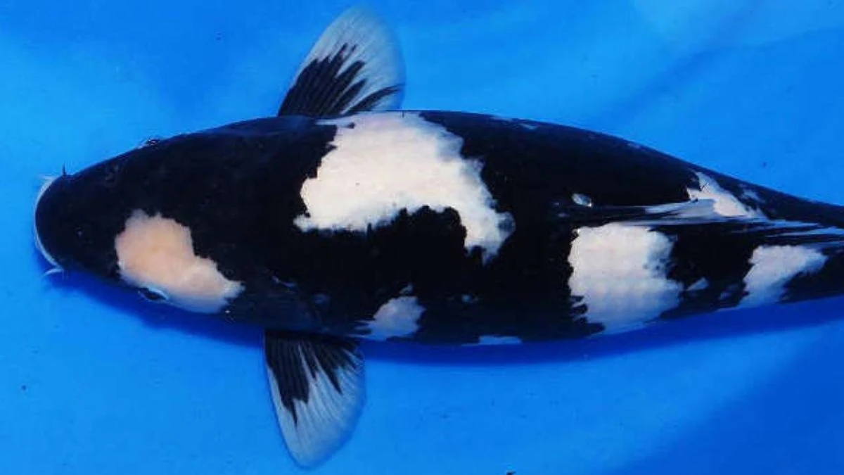 ilustrasi-ikan-koi-shiro-utsuri Gambar jenis ikan koi Shiro Utsuri