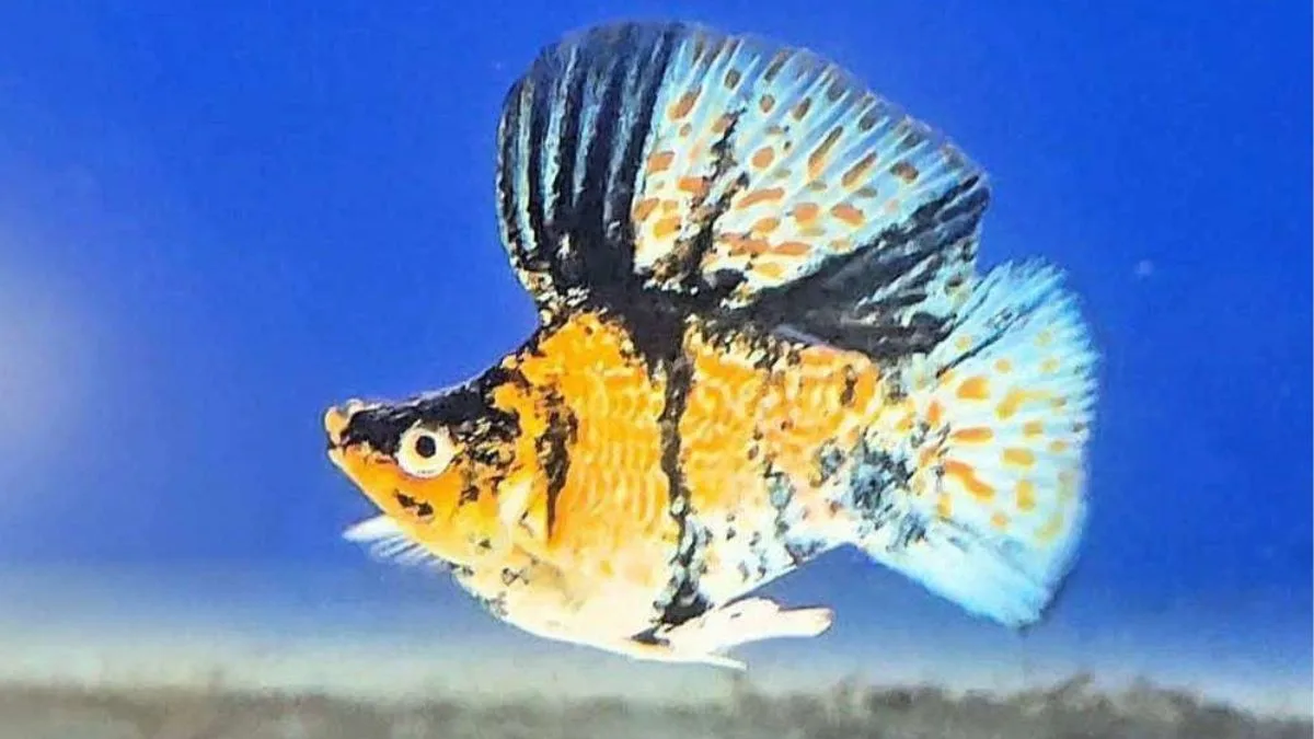 Gambar penyakit ikan molly balon velvet