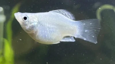 Gambar penyakit ikan molly balon white spot