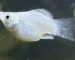 Gambar penyakit ikan molly balon white spot