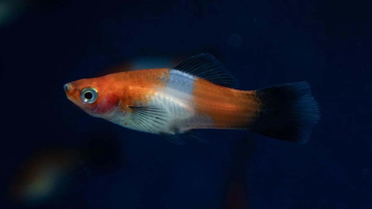 Gambar ikan platy kohaku