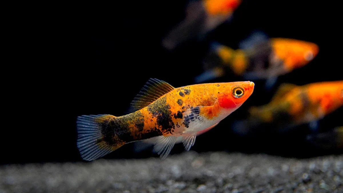Gambar ikan platy sanke tricolor
