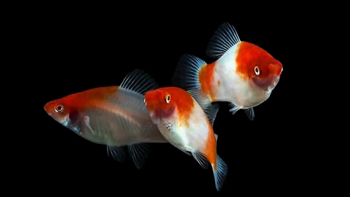 Gambar kumpulan ikan platy kohaku albino