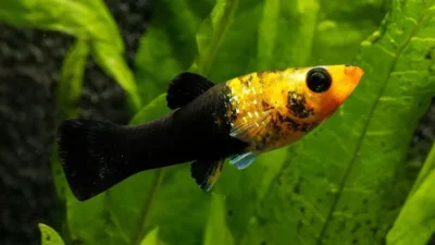 Gambar ikan molly golden black