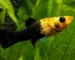 Gambar ikan molly golden black