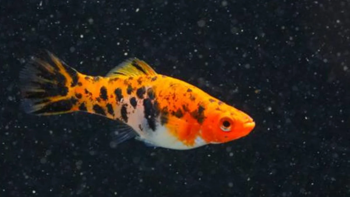 Gambar ikan platy sanke tricolor.