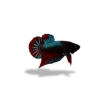 Cupang Plakat Bagan (Aduan)