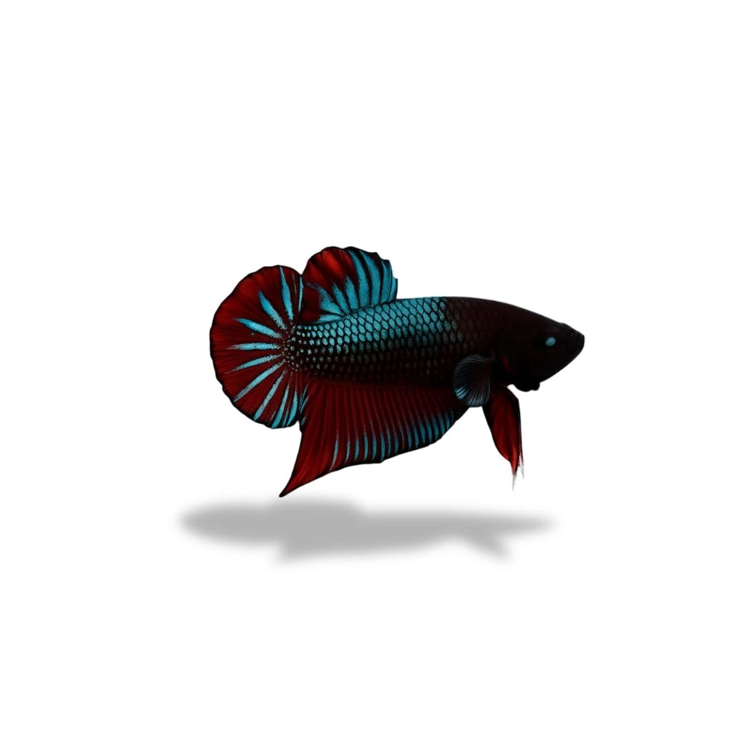 Cupang Plakat Bagan Cupang Plakat Bagan (Aduan) - Gambar 1