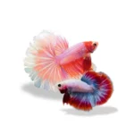 Paket Bundling Spesial Valentine