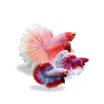 Paket Bundling Valentine