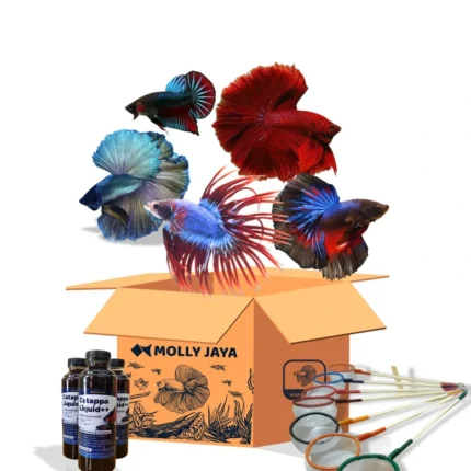 Paket Usaha Starter (1)