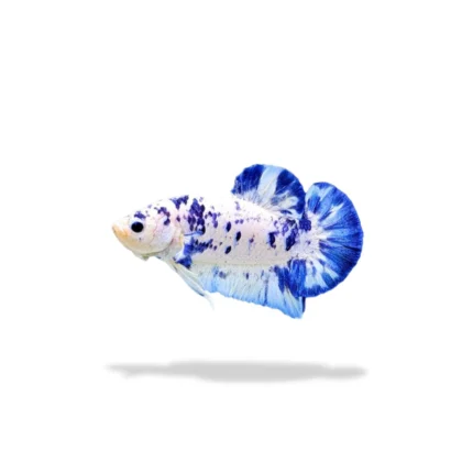 Plakat Marble Dot dot