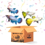 Promo Ikan Gratis (Bonus Pembelian Ikan)