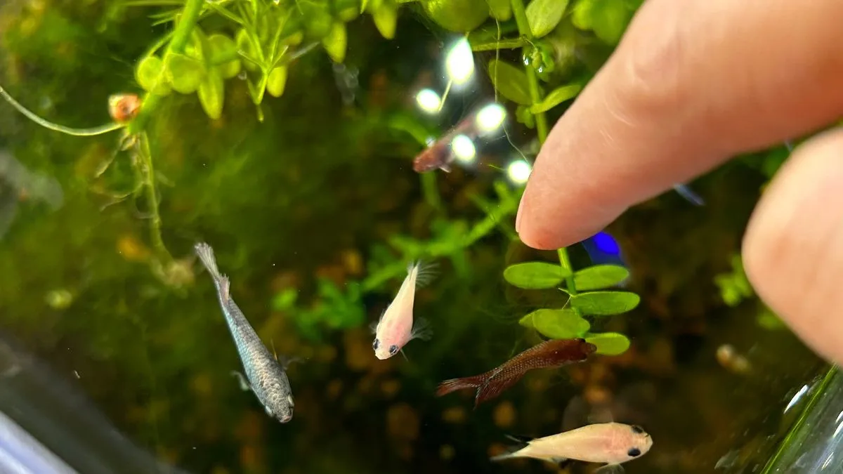 gambar-anakan-cupang Gambar burayak ikan cupang yang sesuai untuk artikel cara merawat burayak ikan cupang