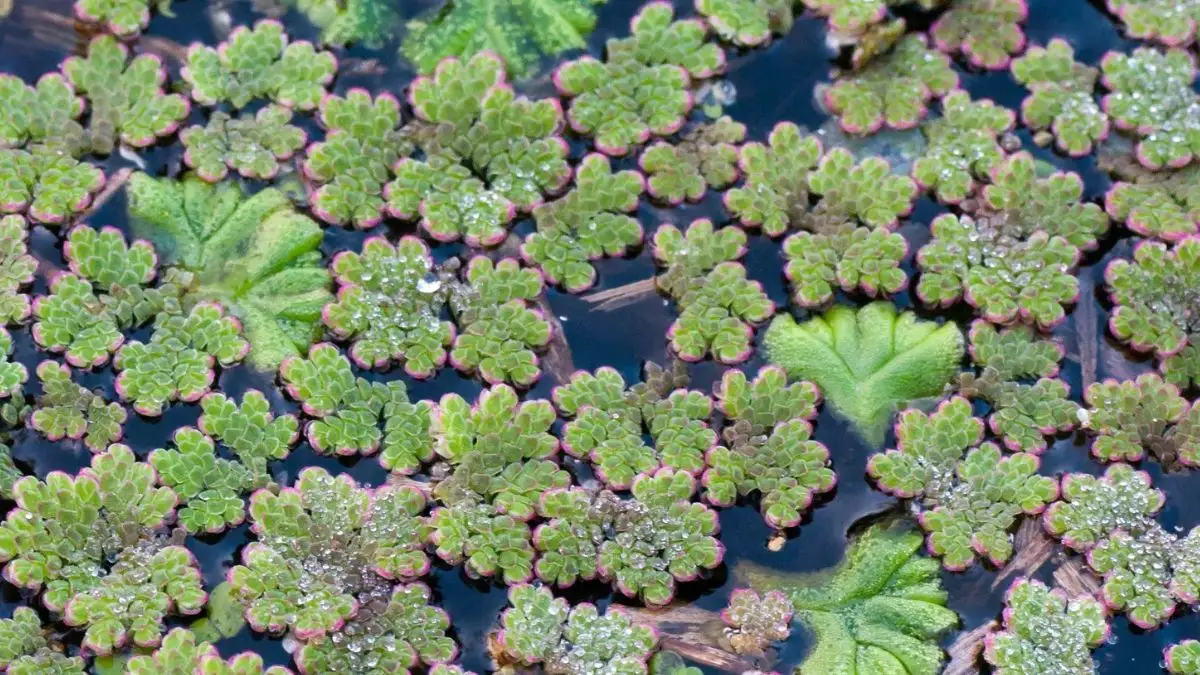 Azolla untuk makanan ikan molly