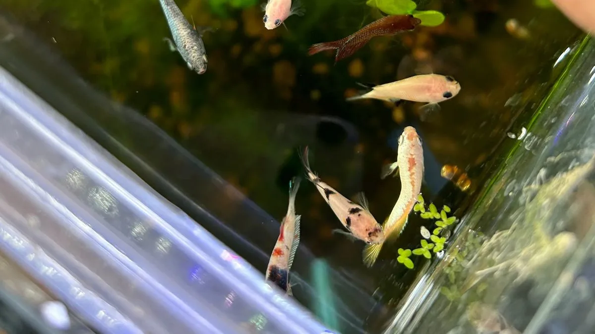 gambar-burayak-cupang Gambar burayak ikan cupang yang sesuai untuk artikel cara merawat burayak ikan cupang