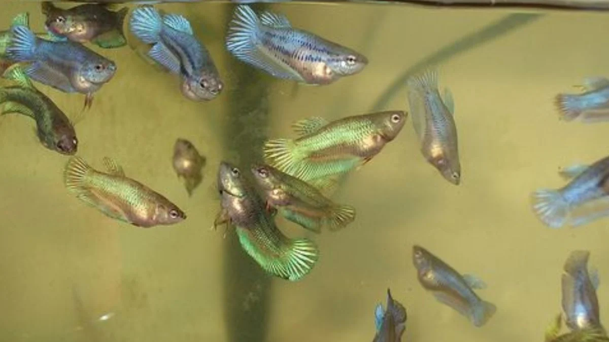 gambar-burayak-ikan-cupang (1) Gambar burayak ikan cupang yang sesuai untuk artikel cara merawat burayak ikan cupang