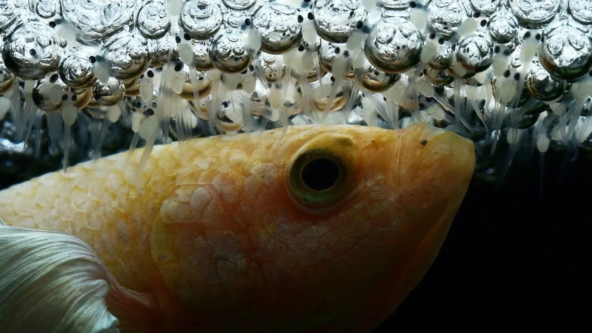 Gambar burayak ikan cupang yang sesuai untuk artikel cara merawat burayak ikan cupang