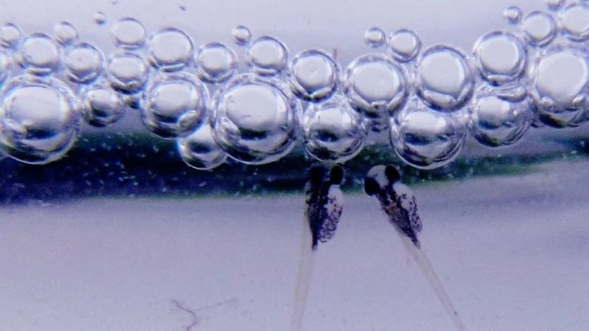 gambar-burayak-ikan-cupang (6) Gambar burayak ikan cupang yang sesuai untuk artikel cara merawat burayak ikan cupang