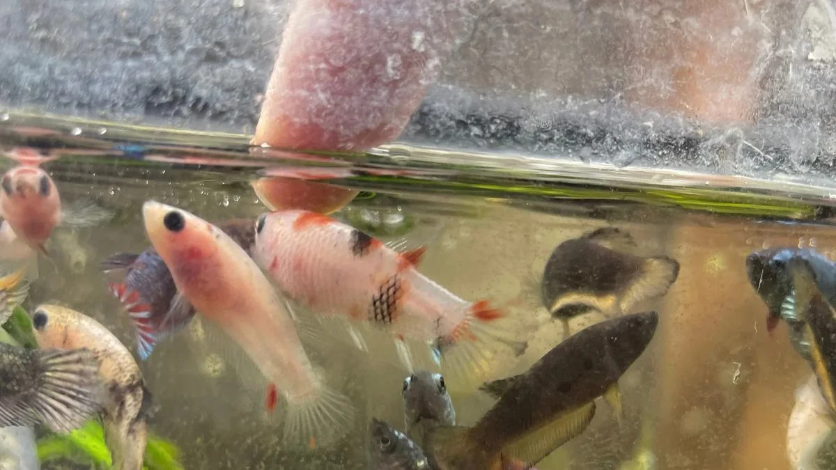 gambar-burayak-ikan-cupang Gambar burayak ikan cupang yang sesuai untuk artikel cara merawat burayak ikan cupang