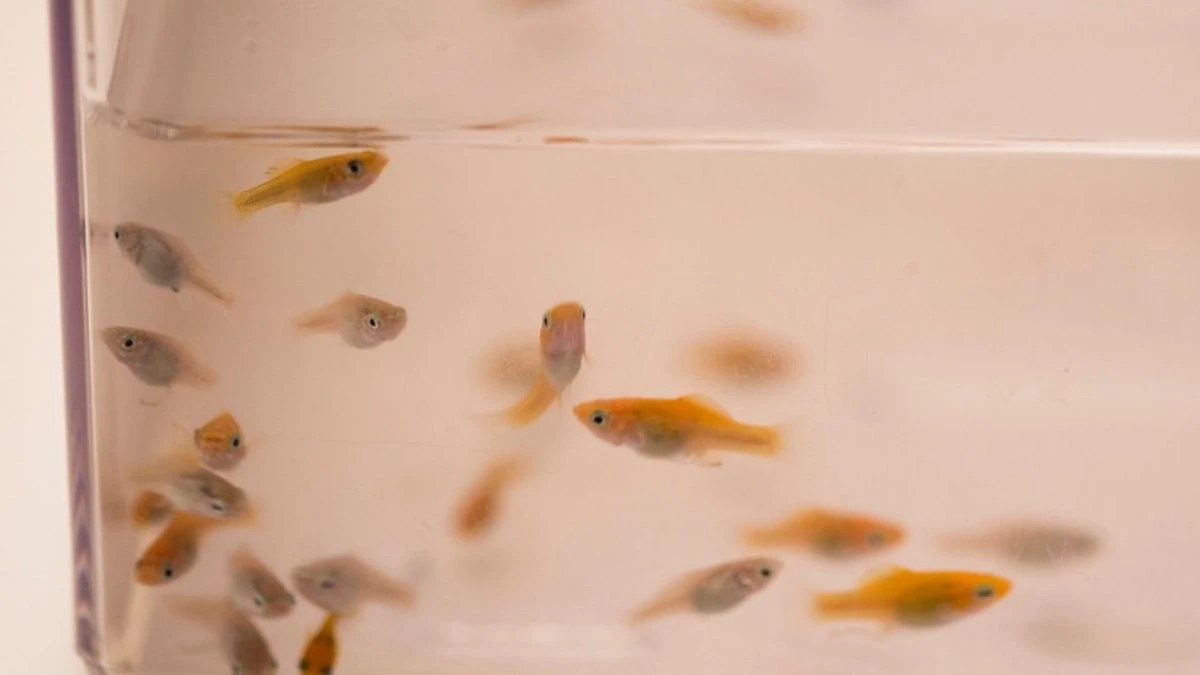 gambar-burayak-ikan-molly (10) Gambar burayak ikan molly